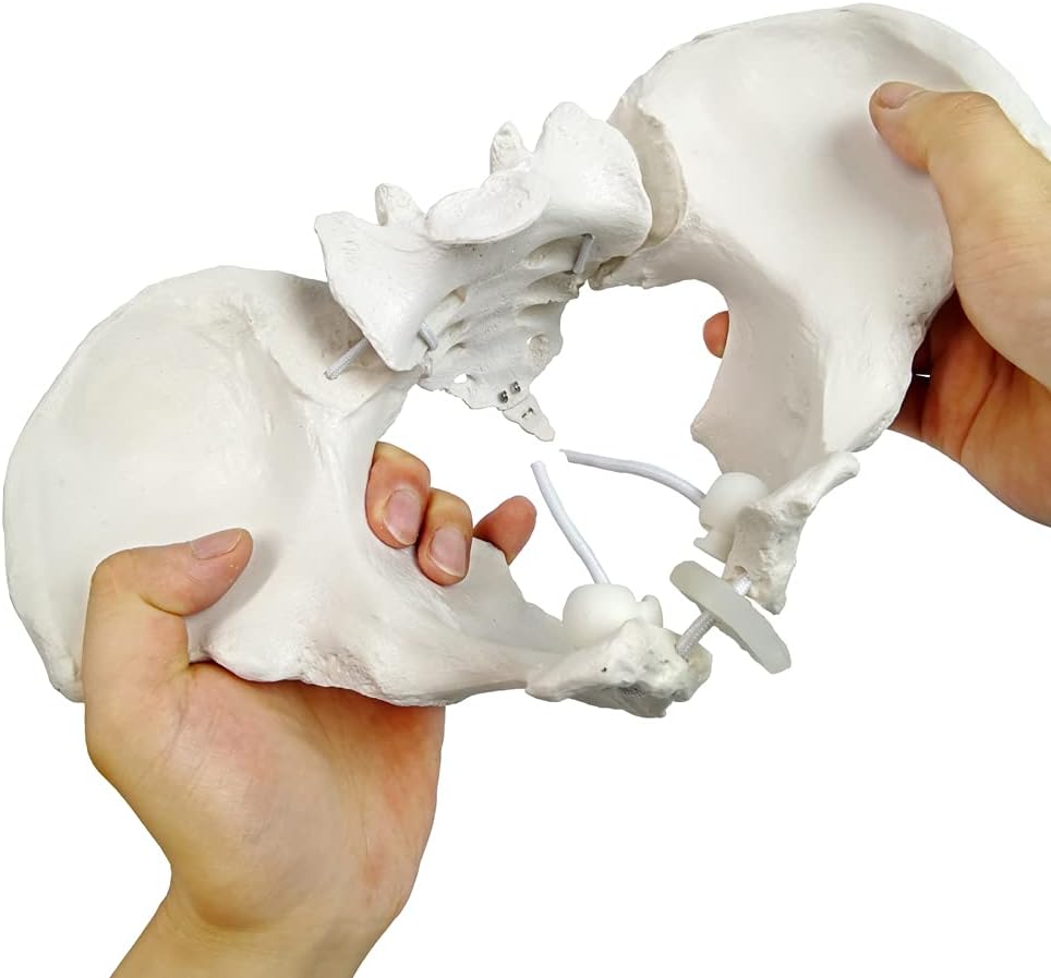 Evotech Flexible Female Pelvis Model On Elastic, Life Size Female Pelvic Skeleton Model W/Bungee, Anatomy Medical Model for Science Education, Midwife in Obstetrics, Gynecology & Patent Communication