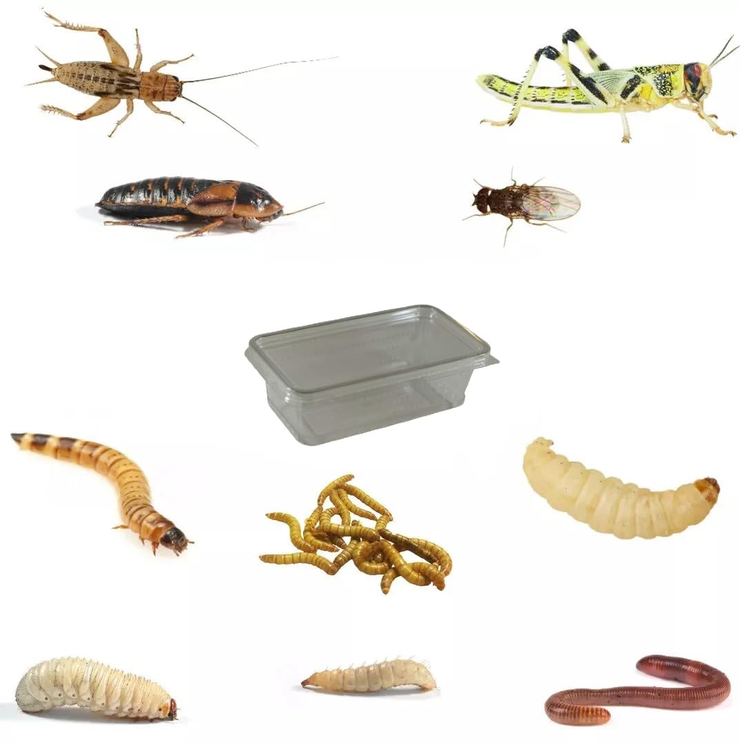 Reptile Livefood - Eco Pre Packs - Feeder Insects for Reptiles - Biodegradeable Packaging - Letterboxable - Large Crickets (18-22mm) Approx Qty 50