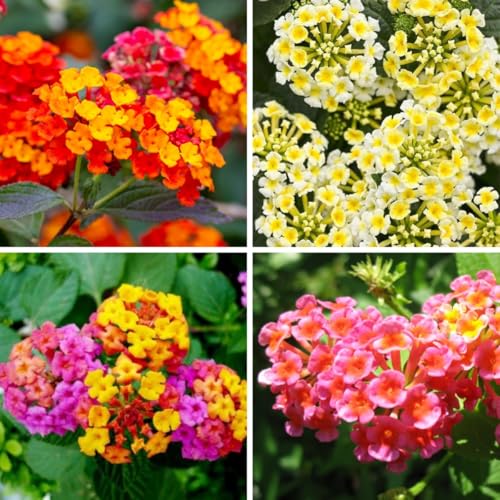 280+ Lantana Camara Mixed Colors Seeds Non-GMO Fragrant Perennial Flower Fast Germination Drought and Heat Resistant for Indoor and Outdoor Garden