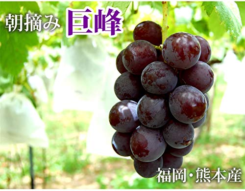 Amazon.co.jp: ぶどう 巨峰 約1.2kg（約300g×4パック） 福岡 熊本県産