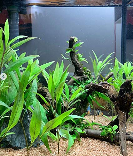 Hygrophila Corymbosa Thailand (siamensis) - Agripet Garden - Foto 3