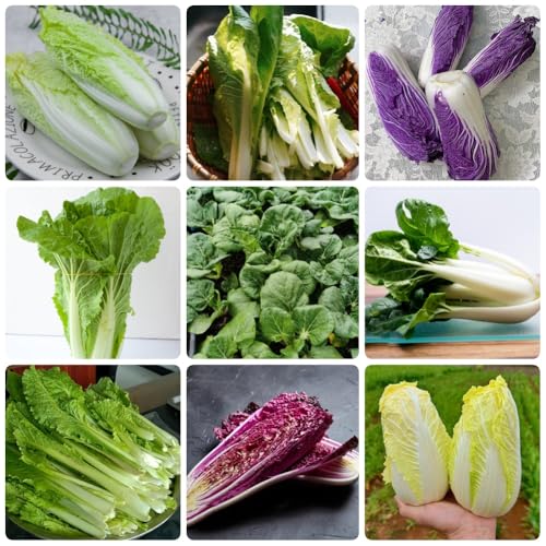 Semi di cavolo cinese - acquistare di invernali Semi di Pak Choi - resistenti per il giardino da balcone resistenti 500pcs