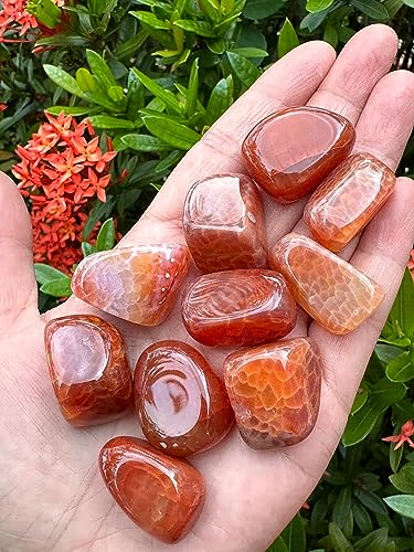 Image of GAF TREASURES 1 /2 LB Fire Agate Tumbled Stones, Polished Fire Agate Gemstone, Fire Agate Healing Crystals (Fire Agate)