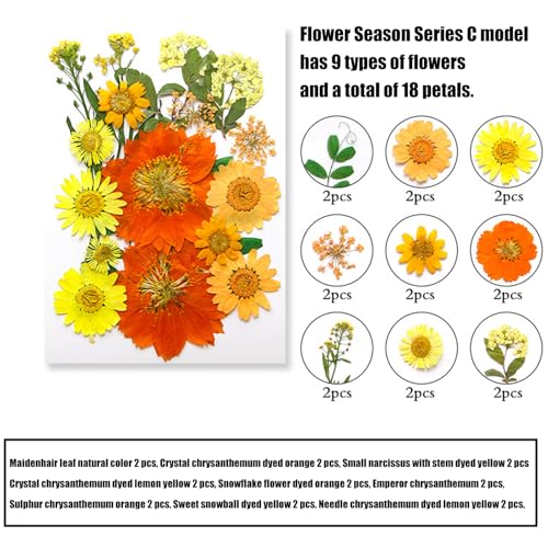 205 piezas de flores secas prensadas para artesanía miniatura 7