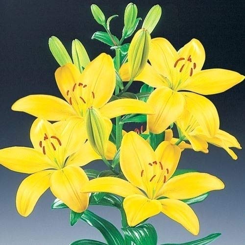 球根 ユリの人気商品 通販 価格比較 価格 Com