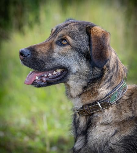 Jack & Russell Unikat Hundehalsband aus Leder, Hand-geschnitzt & gepolstert– Halsband aus Büffelleder, Hunde Lederhalsband braun/dunkelgrün Hailey (M (31,5-42,0cm))