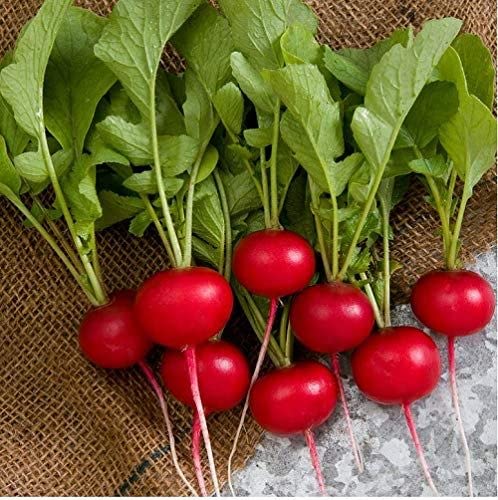PLANTOGALLERY Vegetable Seeds | Radish Red Round Vegetable Seeds For Home Gardening (20 Seeds Pack) (B09B2LXSRS) Amazon Price History, Amazon Price Tracker