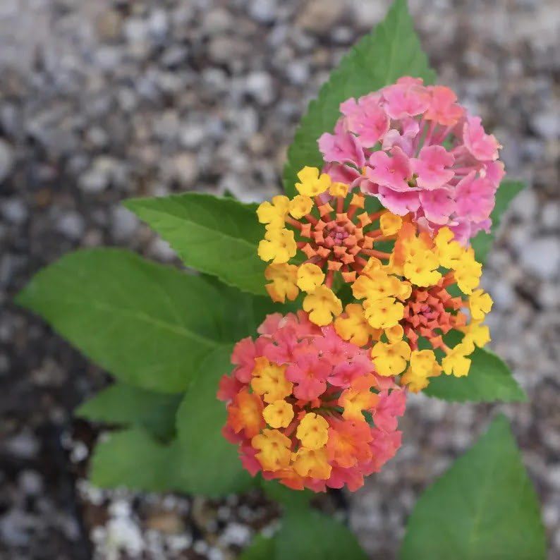 3 Lantana Confetti Live Starter Plants – 4-6 Inches – Multicolor Pink, Yellow & Ruby Flowers – Drought Tolerant, Butterfly Friendly
