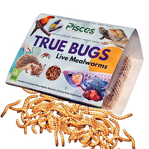 Image of True Bugs Live Larvae MEALWORMS 250 pcs | High Protien Treat Food with Natural Supplement for All Life Stages Aquarium Fish Like Arowana, Flowerhorn, Oscar, Birds, Reptile, Monkey and Other Pets