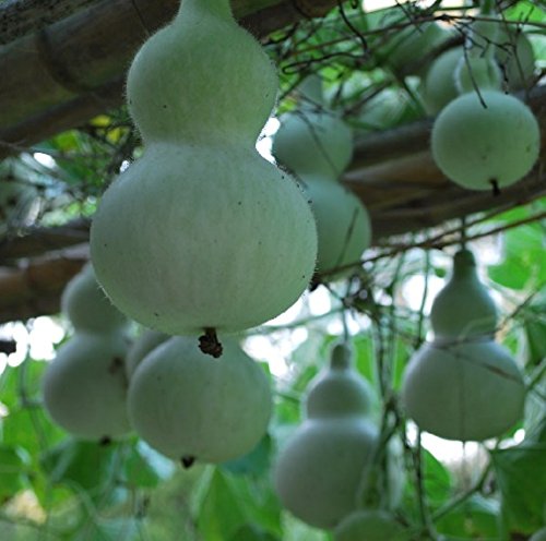 Amazon.com : 20 Seeds of Lagenaria siceraria - Chinese 'Good Luck