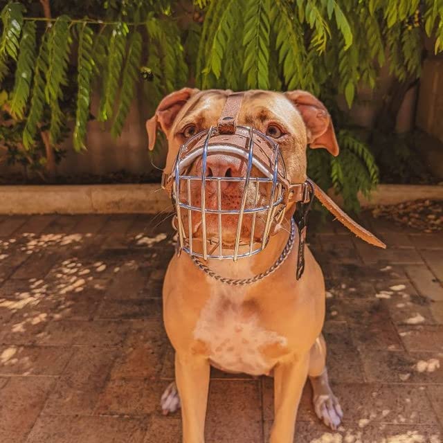 Strong Metal Wire Basket Muzzle for Amstaff & Pitbull and other dogs