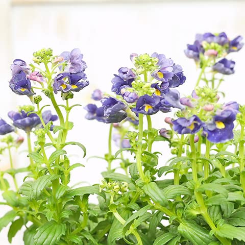 Amazon.co.jp: 花苗 宿根 ネメシア メーテルシリーズ サーモンピンク