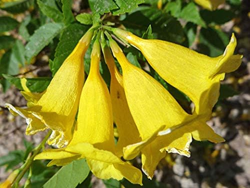 Yellow Trumpetbush Seeds - Más de 20 semillas para cultivar - Semillas de arbusto de trompeta raras y exóticas