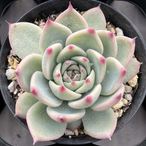 多肉植物　桃太郎　6cmポット Amazon.co.jp: 多肉植物 桃太郎 モモタロウ 苗 多肉 エケベリア