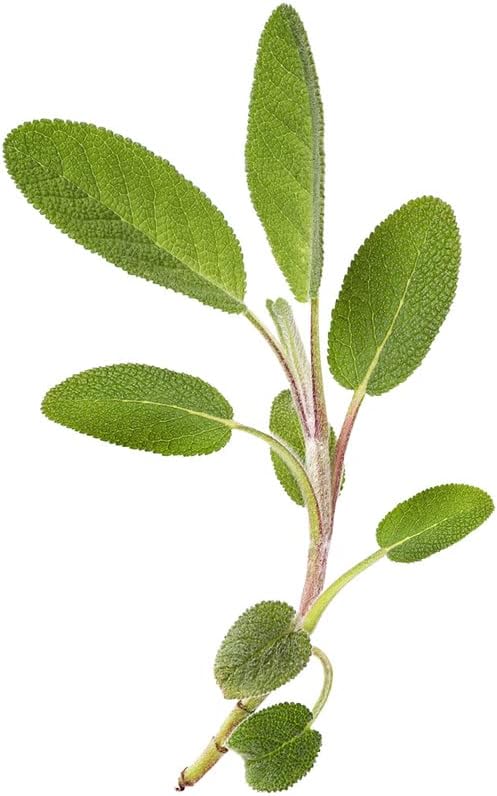 Miniatura 7 de Salvia-hoja ancha (150 semillas)