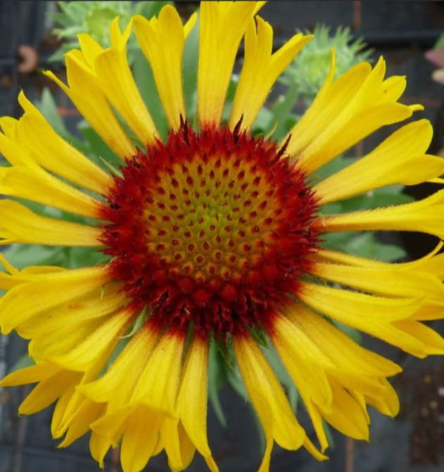Gaillardia Grandiflora 'Fanfare Citronella' Perennial Plug Plants Large Pack x6