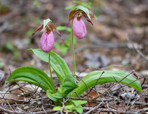 3 Pcs Pink Lady Slipper Bulbs Pink Cypripedium Bulbs Pink Orchid Bulb Hardy Orchids Bulbs