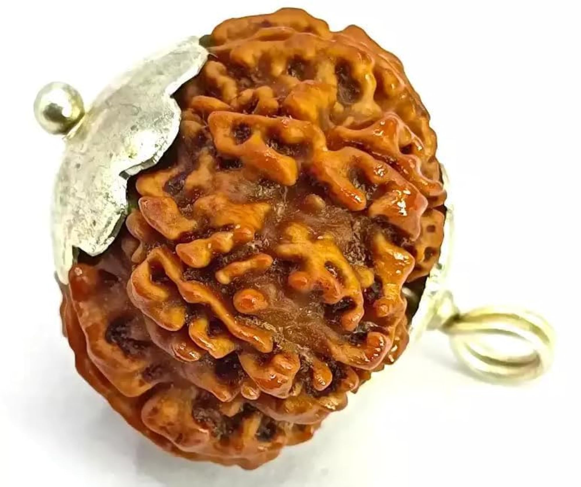 7 Mukhi Nepali Rudraksha Bead, Original Certified, AAA++ Quality