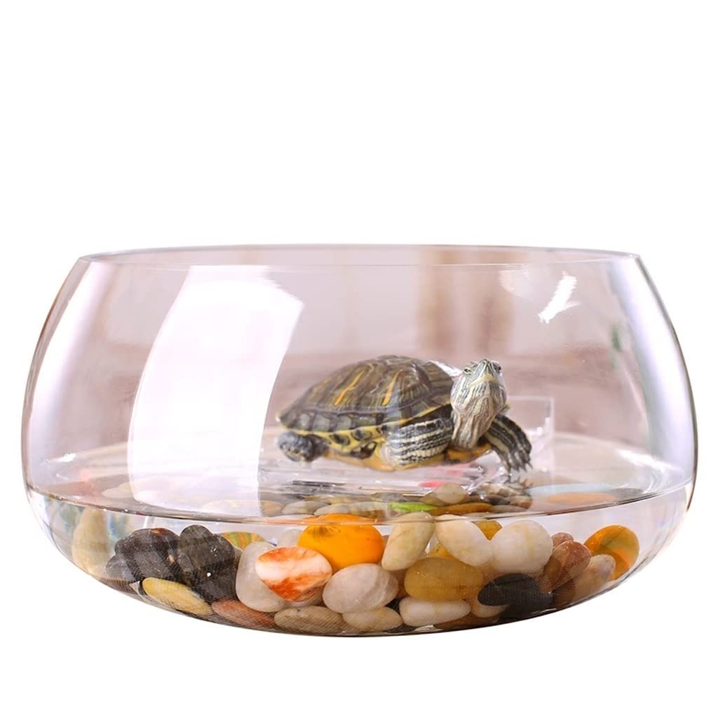 Pecera Tanque de Peces de Cristal Transparente Redondo Creativo, Acuario, Oficina en casa, pecera, Acuario, Sala de Estar, Escritorio, decoración de Acuario Cuenco de Peces (Color : A, Size : 24cm)