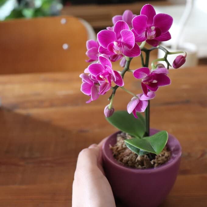 Amazon｜パリジェンヌ17 胡蝶蘭 縁起物 幸福が飛んでくる ミニサイズ