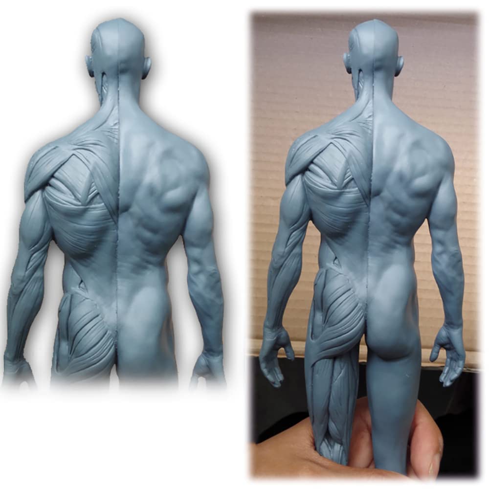 Model ludzkiej budowy, anatomia układu ruchowego, rzeźba z czaszką, model ciała głowy, model układu ruchu 1:6, odpowiedni dla malarzy, rzeźbiarzy (mężczyzn i kobiet)