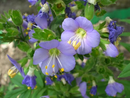 100 Blue Pearl Polemonium (Jacobs Ladder) Polemonium Coeruleum Flower Seeds 100 Blue Pearl Polemonium (Jacobs Ladder) Polemonium Coeruleum Flower Seeds