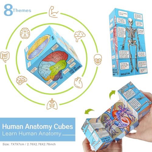 Image of EVOTECH SCIENTIFIC Human Body, Skeleton, Heart, Half Size Skull with Brain Models, Anatomical Cubes-Best Anatomy Model Bundle Set of 5 Hands-on 3D Model for Medical Student Educationan
