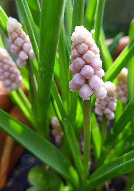 Ritz Farming® Muskari flower bulbs for home and Gardening Pack of 5 bulbs (PINK) (B0D2XNVS4Y) Amazon Price History, Amazon Price Tracker