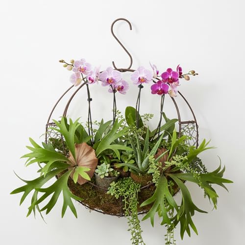 Dranvosk Moon Shape Metal Wire Hanging Basket for Orchids,Succulents & Staghorn Ferns | S Hook Wall Planter Holder for Home,Garden,Wedding or Cafe Decor