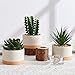 ASTRIDIA Artificial Succulent Plants in Ceramic Pots, Faux Assorted Succulents Fake Cactus Plants for Home Decor, Bedroom, Office, Desk, Living Room, Set of 3…