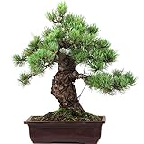 Sie erhalten den auf dem Bild dargestellten Baum