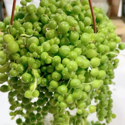 semillas de plantas de guisantes - plantas perennes resistentes balcón invernadero plantas de interior planta colgante real plantas de balcón resistentes bonsái de interior plantas de 120pcs
