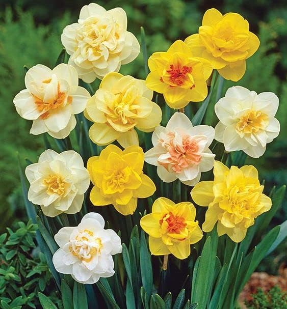 Daffodil Double Flower Bulbs (Multi Color) (Pack of 1 Bulbs)