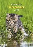 Tatzentiger 2020 A&I - Wandkalender A3 - 29,7x42cm - Katzenkalender - Tierkalender