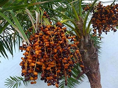 Amazon | セネガルヤシ（オオカミヤシ、ソテツヤシ ）の種（10粒） | 野菜