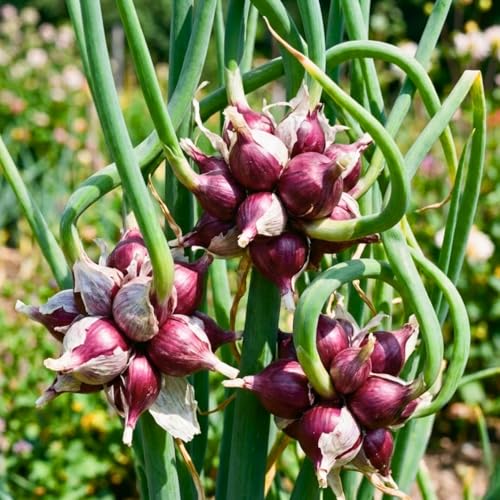 100 Egyptian Walking Onion Seeds for Planting 100 Count Hardy Perennial Onion Herb Seeds for Outdoor Garden Growing