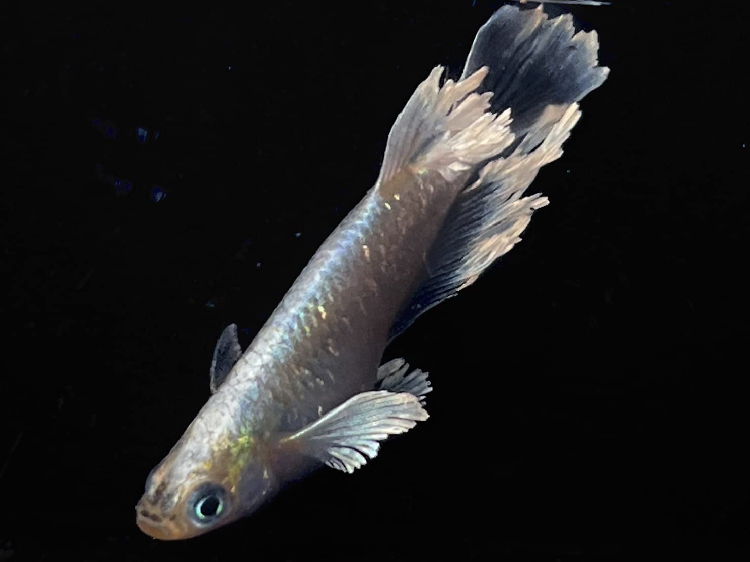 健生メダカ！天界メダカ1p