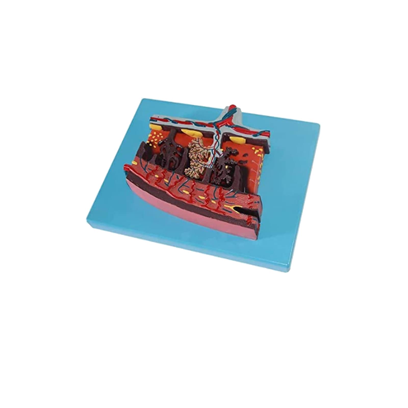 Model Tkanki Łożyska Pvc Powiększony Model Tkanki Łożyska Model Edukacyjny Wydajniejszy Szybciej W Użyciu Do Nauczania Wiedzy W Szkołach I Szpitalach Dobry Prezent Dla Le