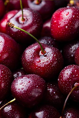 pianta di Ciliegio albero di ciliegia varietà Durone Nero Di Vignola III in vaso Età 2 anni pianta vera di ciliegio venduta da eGarden.store