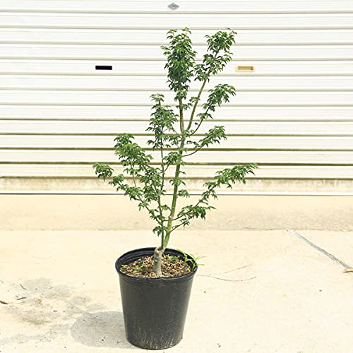 Amazon.co.jp: 庭木・植木：獅子頭もみじ 紅葉 自然樹形 佐川急便発送