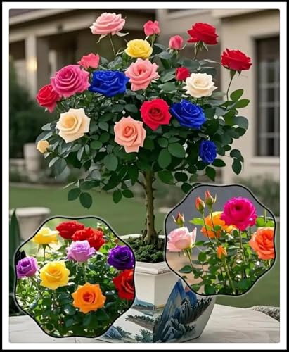 Resistente al frío - Vertical - Raíces de rosas- Decoración paisajística para terraza y jardín -/【CXXFGFT】.-2 rizoma-A