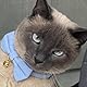 YUDOTE Ultraweiches Halsband, natürlicher Baumwollkord, hergestellt für Katzen mit empfindlicher Haut, Sicherheits-Kätzchen-Halsbänder mit Schnellverschluss-Schnalle und Abnehmbarer Fliege, Blau,Grün