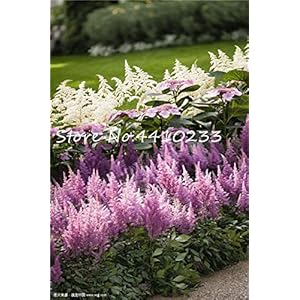 LLAVORS Cushy: 100 Planten PC astilbe Flors Bonsai s, barrejada de la Flor Bonsai jardí de DIY Terra Miracle: p