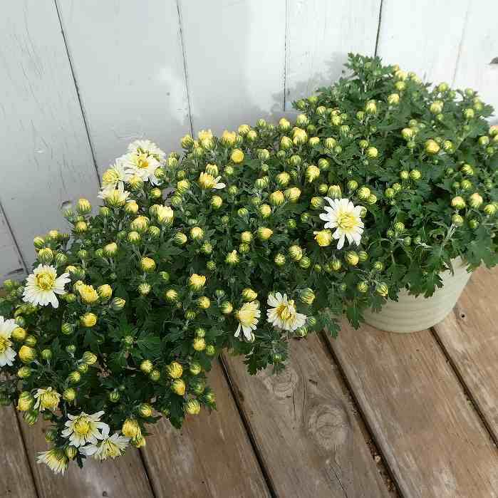 Amazon.co.jp: 菊 小菊 白花 懸崖仕立て 花色お任せ 5号鉢 鉢植え 鉢花