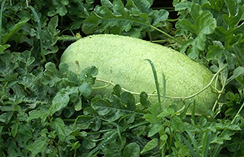 25 Charleston Grey Watermelon Seeds For Planting Heirloom Non Gmo 2.5 Grams Of Seeds Garden Vegetable Bulk Survival #TOP3