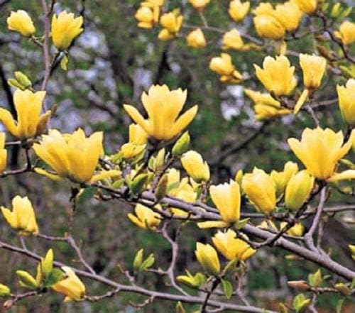 5 Butterfly Magnolia Seeds Lily Flower Tree Fragrant Tulip Magnol Liliiflora