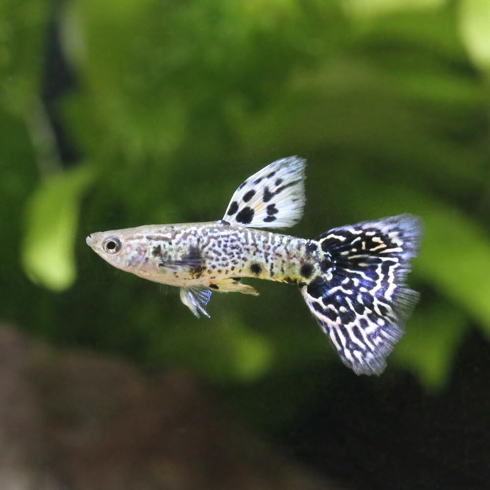 Amazon | 【charm】（熱帯魚）イエロータイガーキングコブラ・グッピー