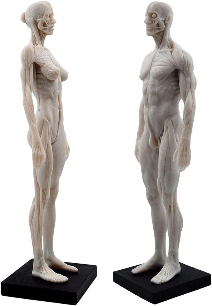 Human Body Musculoskeletal Anatomical Mode 11 Inch Female Male Human Anatomy Model of Art Anatomy Figure for Study Color White