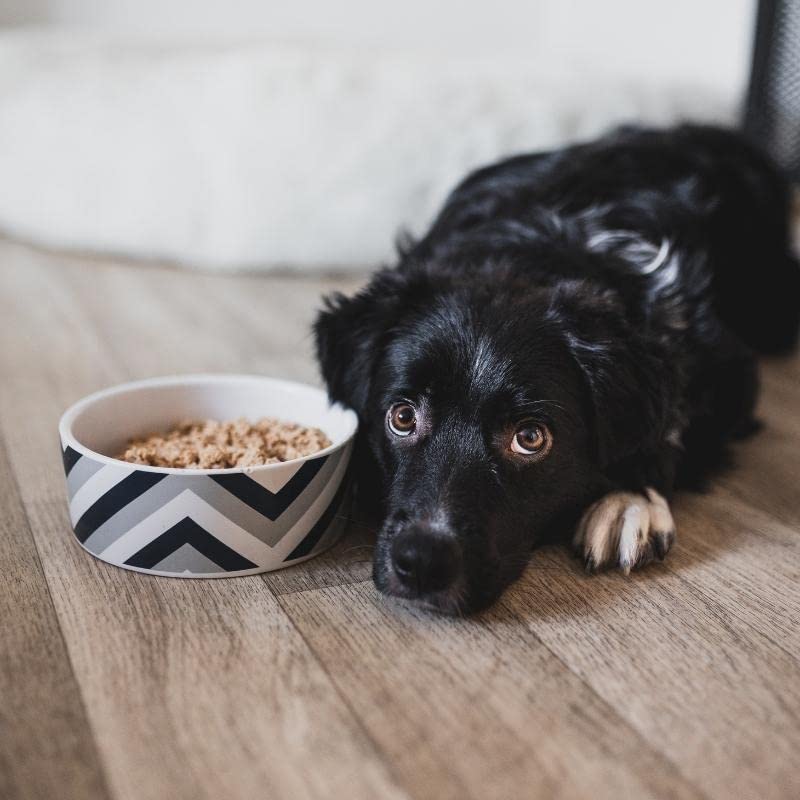 Tales & Tails® - Nassfutter für Hunde aus 100% isländischem Dorsch | Getreidefreies Hundefutter, Natürlich, Nährstoffreich, Zuckerfrei | Hundenassfutter „Dorschstarten“| 30x 300g
