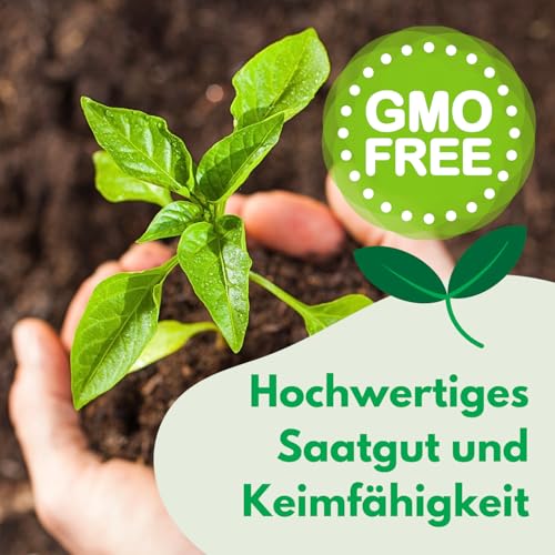 WegAna Zucchini Mischung Samen 3g Verschiedene Längen und Formen Robuste Gemüsesamen, Gemüse Samen, Samen Anzucht